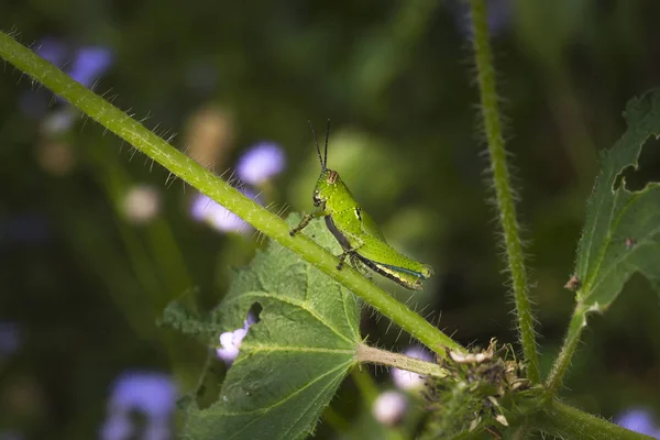 Heuschrecke sitzt wie eine Vegetation auf einem Grashalm — Stockfoto