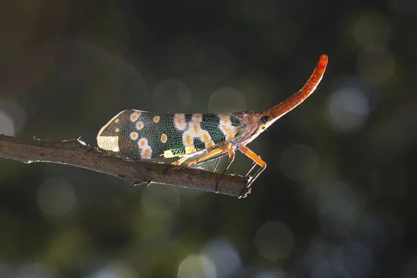 Піропс або ліхтар Флай, а іноді ми називаємо стовбур цикаду або стовбур метелика — стокове фото