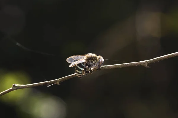 Insecto en un árbol seco — Foto de Stock