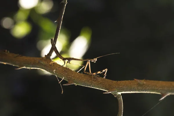 나무에 위장 갈색 메뚜기 — 스톡 사진