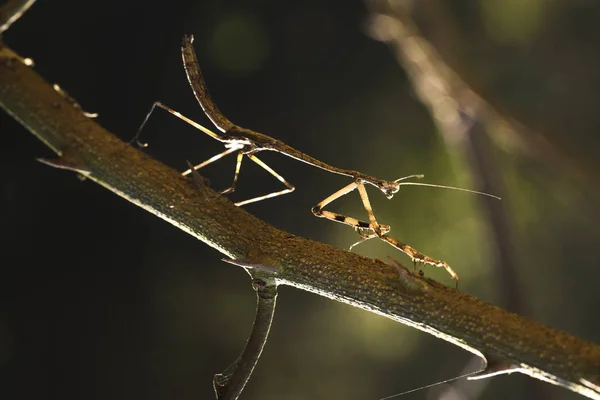 Braune Heuschrecken auf Baum getarnt — Stockfoto