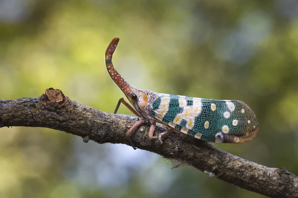 Pyrops candelaria or lantern Fly and sometime we call trunk cicada or trunk butterfly — Stock Photo, Image