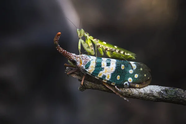 Mantis ve kuru ağaç üzerinde pyrops — Stok fotoğraf