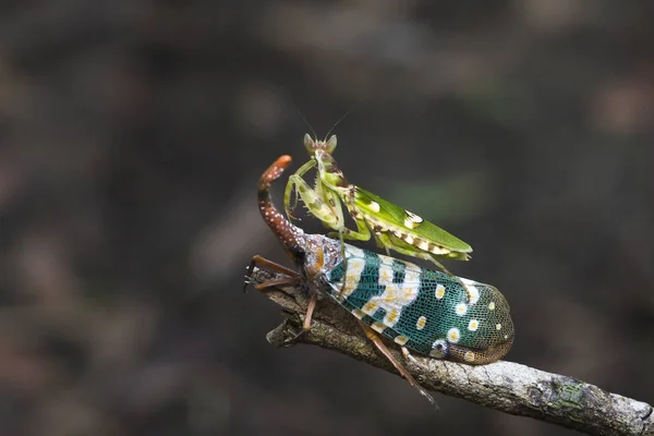 Mantis ve kuru ağaç üzerinde pyrops — Stok fotoğraf