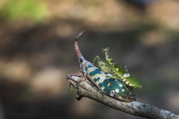 Mantis e os piropos na árvore seca — Fotografia de Stock