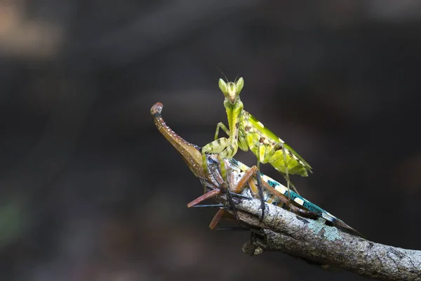 Mantis et les pyrops sur arbre sec — Photo