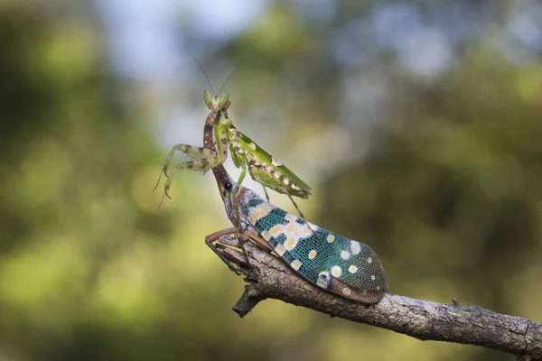 Mantis et les pyrops sur arbre sec — Photo
