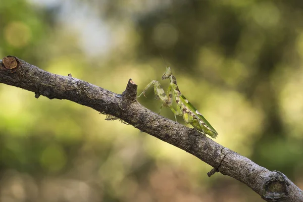 Mantis na árvore — Fotografia de Stock