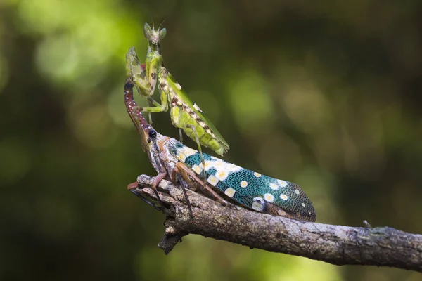 Mantis e os piropos na árvore seca — Fotografia de Stock