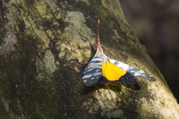 Τζιτζίκι ή φανάρι μύγα και κάποια στιγμή εμείς καλέστε το τζιτζίκι κορμό ή κορμό πεταλούδα — Φωτογραφία Αρχείου