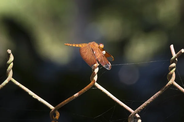 Eine Nahaufnahme mit Teleobjektiv zeigt eine Libelle, die auf einem Zaun ruht — Stockfoto