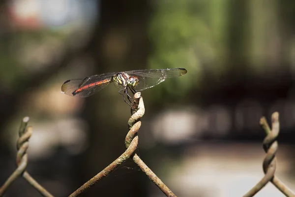 Um close-up com imagem da lente telefoto de uma libélula descansando na cerca — Fotografia de Stock