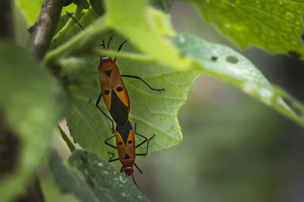 Dos escarabajos apareándose en la hoja — Foto de Stock