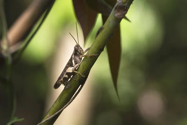 Saltamontes sentado en una brizna de hierba como la vegetación — Foto de Stock