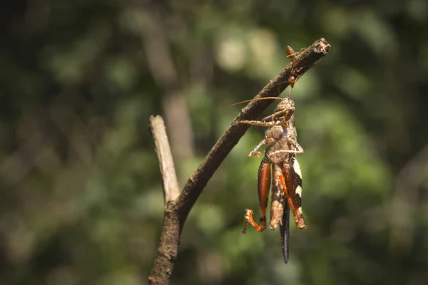Красный огненный муравей на дереве, крупный план — стоковое фото