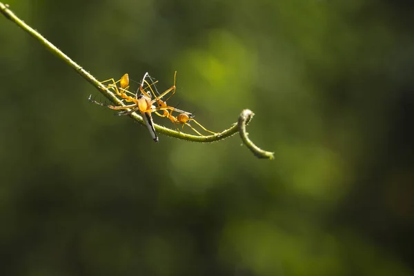 Trabalhador formiga fogo vermelho na árvore, close-up — Fotografia de Stock