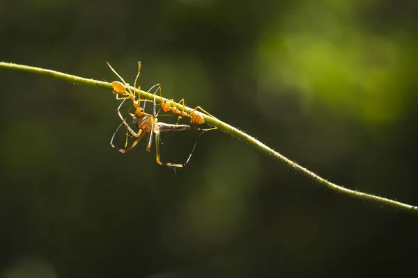 Trabalhador formiga fogo vermelho na árvore, close-up — Fotografia de Stock