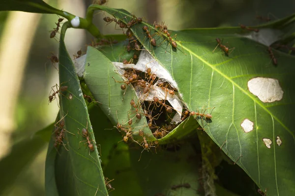 Nid de fourmis ou fourmis hantent sur la feuille — Photo