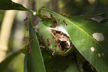 Karıncalar yuva veya karıncalar yaprağına musallat