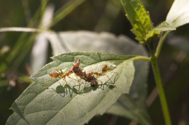 Kırmızı ateş karınca alt ağaçta, portre