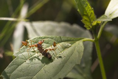 Kırmızı ateş karınca alt ağaçta, portre