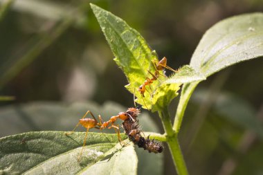 Kırmızı ateş karınca alt ağaçta, portre