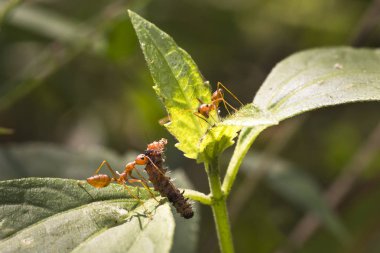 Kırmızı ateş karınca alt ağaçta, portre