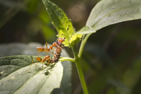 Red fire ant worker on tree, closeup — Stock Photo, Image