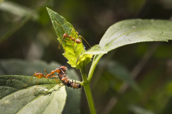 Kırmızı ateş karınca alt ağaçta, portre