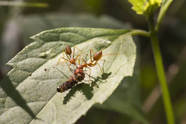 Kırmızı ateş karınca alt ağaçta, portre