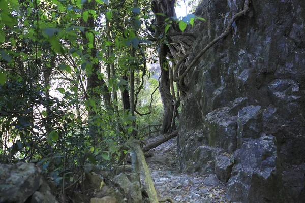 Sentiero del canyon roccioso nella foresta — Foto Stock