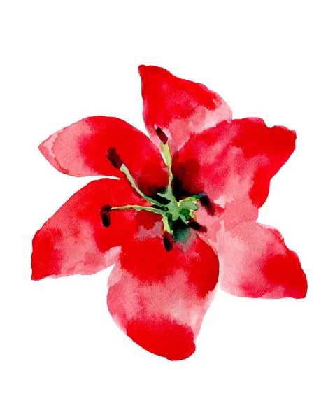 Aquarell-Illustration einer roten Blume auf weißem Hintergrund. — Stockfoto