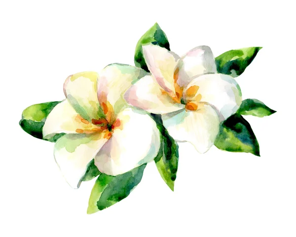 Watercolor illustration of exotic flower on a white background. — Stock Photo, Image