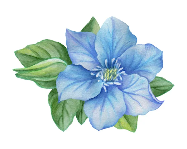 蓝色的花，白色背景上的水彩插图. — 图库照片