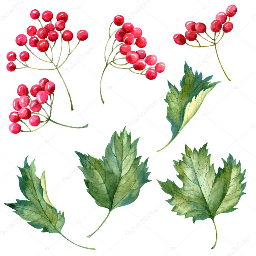 Watercolor leaves with red berries on white background.