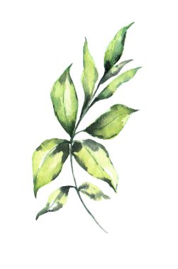 Beyaz arka plan tasarım öğesi suluboya yaprağı.
