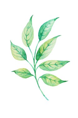 Beyaz arka plan tasarım öğesi suluboya yaprağı.