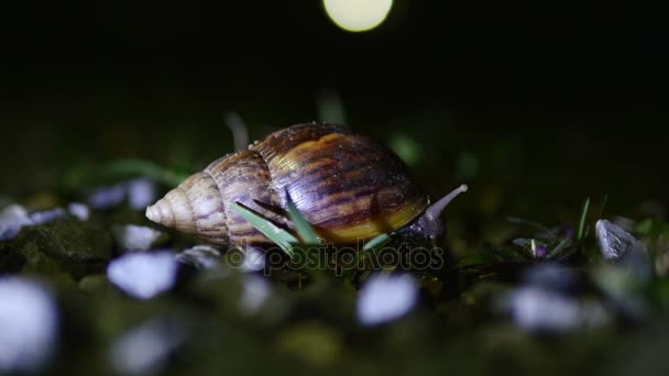 Gran caracol arrastrándose por la noche.Almeja gigante — Vídeos de Stock