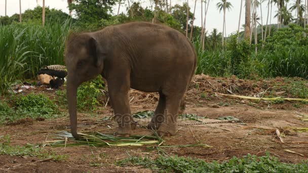 Gros plan sur l'éléphant d'Asie — Video