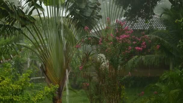 Lluvia en un jardín tropical — Vídeo de stock
