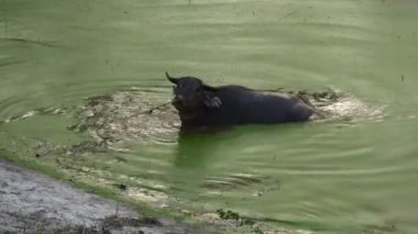 Manda gölet, Asya banyo