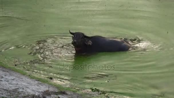 buffle d'eau se baignant dans l'étang, Asie 