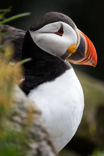 Scènes de voyage autour de l'Islande — Photo