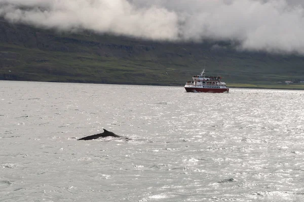 Escenas de viajar por Islandia — Foto de Stock