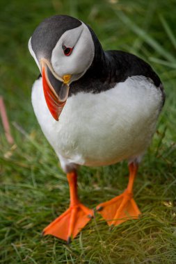 İzlanda'daki Maceraları