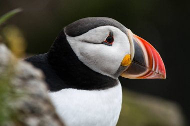 İzlanda'daki Maceraları