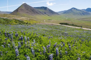 İzlanda'daki Maceraları