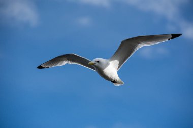 İzlanda'daki Maceraları