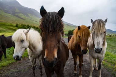 İzlanda'daki Maceraları