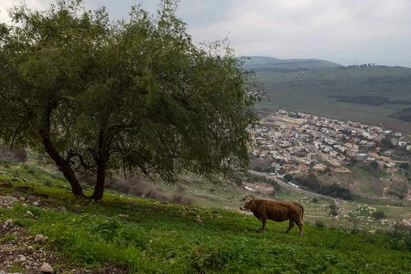 Escenas de viajar por Israel —  Fotos de Stock